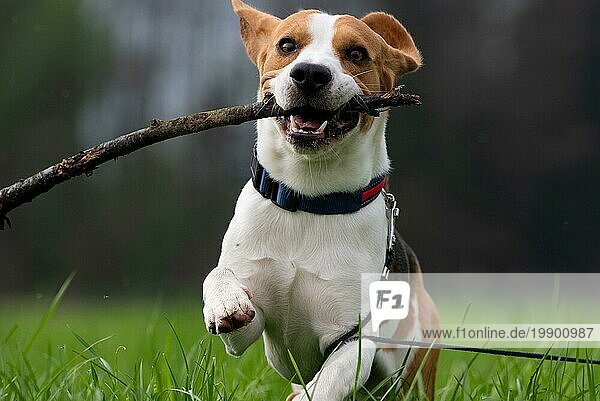 Hund Beagle läuft und springt mit Stock durch grünes Gras Feld in einem Frühling