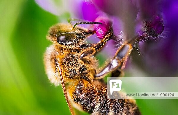 Honigbiene sammelt Pollen an einer violetten Blüte. Biene über die grüne Unschärfe Hintergrund