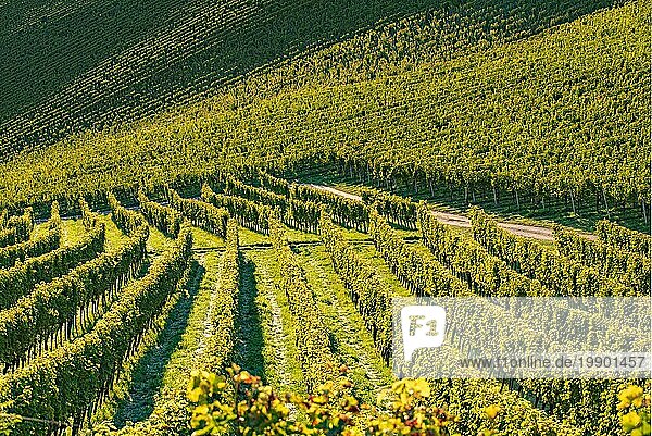 Reihen von Weinreben Weinreben. Herbst Landschaft. Österreich Südsteiermark  Abstrakter Hintergrund