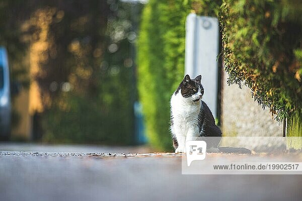 Süße schwarze weiße Katze sitzt auf der Straße Unscharfer Hintergrund  Textraum