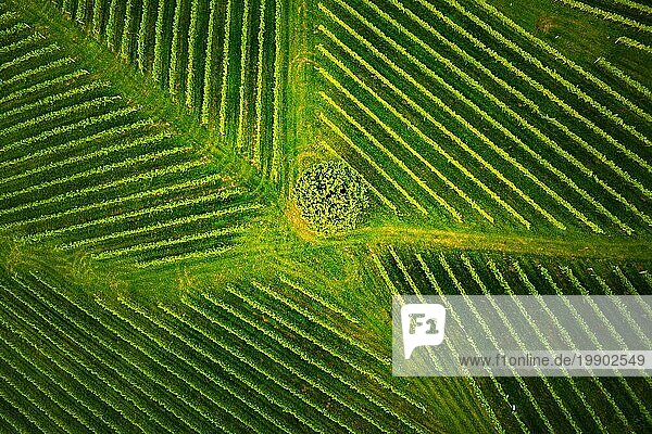 Luftaufnahme eines Weinbergs mit Weinstöcken in der Südsteiermark  Österreich. Toskana ähnliche Landschaften