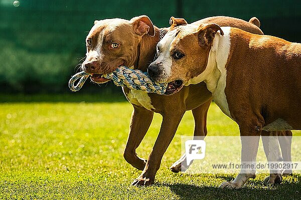 Zwei Hunde amstaff terrier spielen tug of war draußen Junger und alter Hund Spaß im Hinterhof. Hundethema
