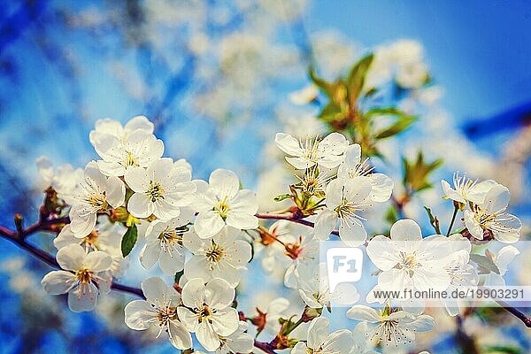 Floral Frühling Hintergrund weiße Blumen der blühenden Kirschbaum auf unscharfen Himmel Instagram Stil