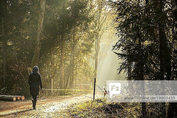 Mädchen in Sonnenstrahlen spazieren mit Beagle Hund an der Leine in Waldweg