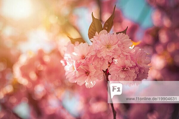 Nahaufnahme von rosa blühenden Kirschblüten  Kopierraum