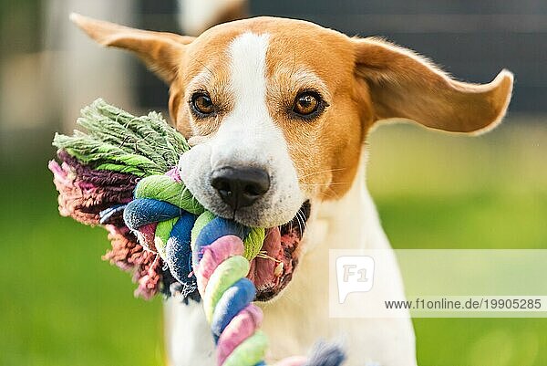 Beagle Hund laufen draußen in Richtung der Kamera mit bunten Spielzeug. Sunny Day Hund holt ein Spielzeug