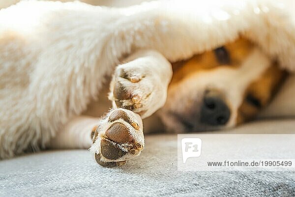 Lustiger Beagle Hund schläft auf einem Sofa unter einer Decke. Pfote Nahaufnahme selektiver Fokus. Hygienekonzept