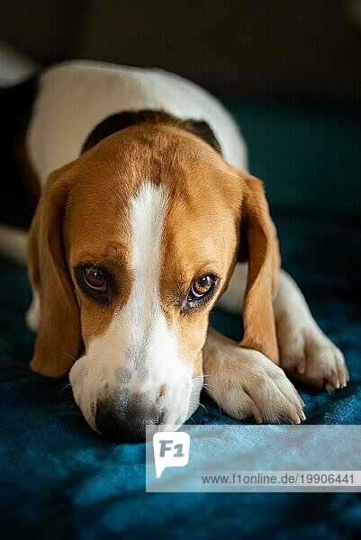 Reinrassiger Beagle Hund auf Sofa im Wohnzimmer liegend  drinnen