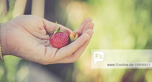 Mädchen hält frische rote reife Erdbeeren in ihrer Hand
