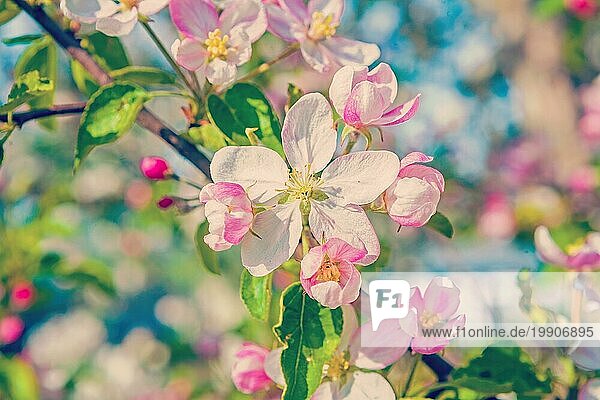 Floral Frühling Hintergrund Blüte des Apfelbaums mit weißen rosa Blumen instagram Stil