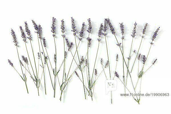 Lavendel (Lavandula)  Overhead Flachbildaufnahme auf weißem Hintergrund. Blüten