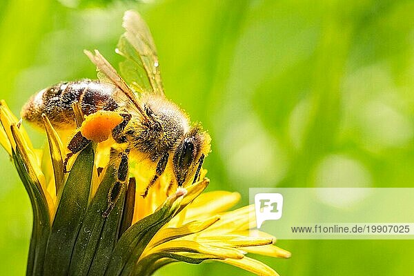 Biene und Blume. Nahaufnahme einer großen gestreiften Biene  die an einem sonnigen Tag Pollen auf einer gelben Blüte sammelt. Horizontale Makrofotografie. Sommer und Frühling Hintergründe