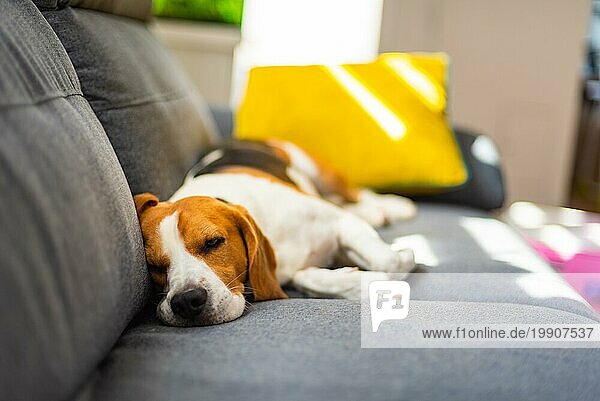Beagle Hund müde schläft auf einer gemütlichen Couch in lustige Position. Adorable Hund Hintergrund drinnen