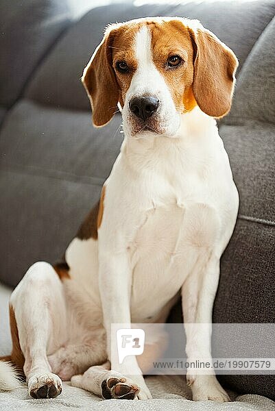 Beagle Hund sitzt auf dem Sofa in gemütlichen Haus. drinnen Hintergrund