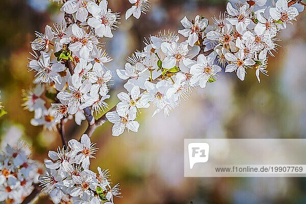 Zweig der blühenden Kirschbaum floralem Hintergrund instagram Stil