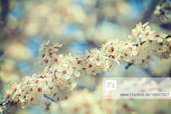 Floral Hintergrund Zweig der blühenden Kirschbaum mit weißen Blumen instagram Stil