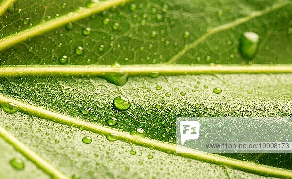 Hintergrund von Regentropfen auf einem frischen grünen Blatt Makro. Makroaufnahme