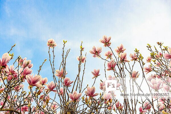 Magnolia rosa Blüte Baum Blumen  Zweige auf einem blaün Himmel Hintergrund  im Freien