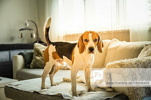 Reinrassiger Beagle Hund stehend auf Sofa im Wohnzimmer drinnen