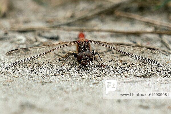 Detaillierte Nahaufnahme einer roten Libelle mit Fokus auf ihre Augen