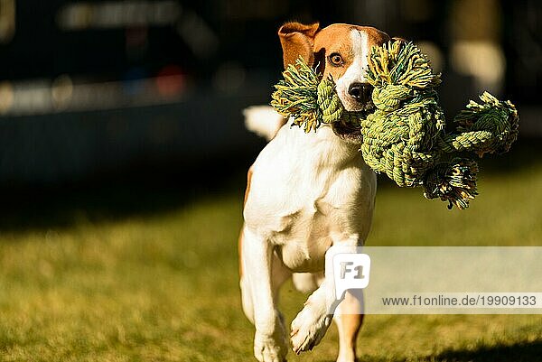 Beagle Hund Spaß im Garten im Freien laufen und springen mit Seil in Richtung Kamera. Aktiv Haustier Konzept
