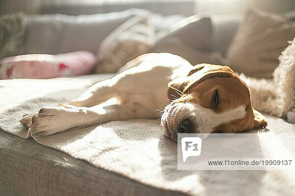 Beagle Hund müde schläft auf einem gemütlichen Sofa  Couch  Sonne fällt durch Fenster Hund themed Hintergrund