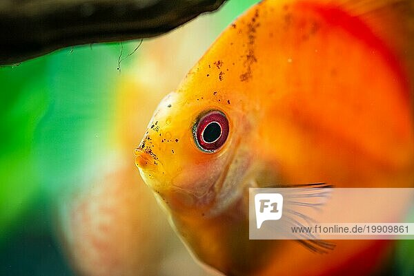 Porträt eines rot orangen tropischen Diskusfisch (Symphysodon) in einem Fischbecken. Selektiver Fokus Hintergrund