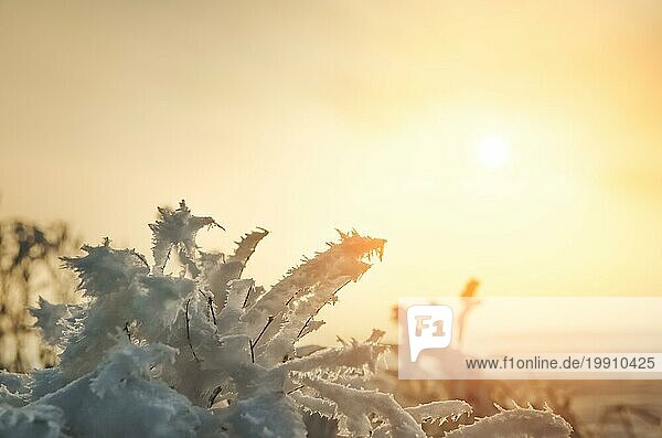 Allein auf dem weißen Schneestock stehend im Licht des Sonnenuntergangs  der untergehenden Sonne. Fantastische Landschaft leuchtet im Sonnenlicht. Dramatische winterliche Szene. Naturpark. Kaukasus Europa. Schöne Welt. Retro Stil Filter. Instagram Toning Effekt