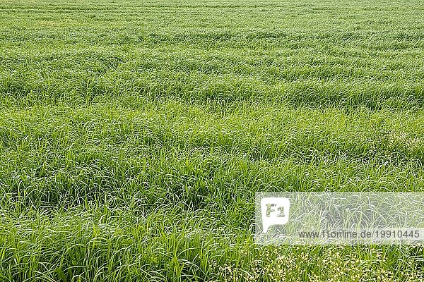 Grünes Gras auf einem landwirtschaftlichen Feld an einem sonnigen Tag. Weiden für Tierfutter Hintergrund
