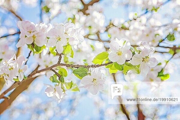 Blüte des Apfelbaums auf unscharfem Hintergrund Instagram Stil