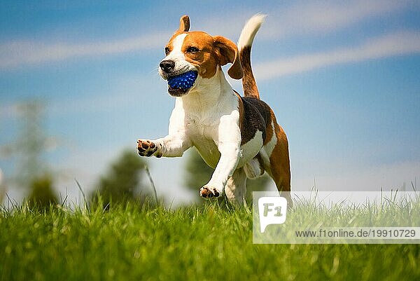 Beagle Hund Spaß auf grünem Gras im Freien laufen und springen mit Ball in Richtung Kamera. Hund Hintergrund