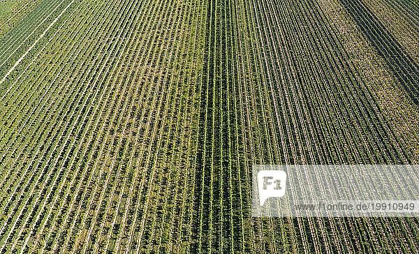 Austria  Burgenland  Drone view of green vineyard