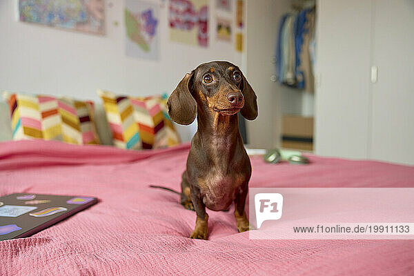 Cute Dachshund sitting on pink bed