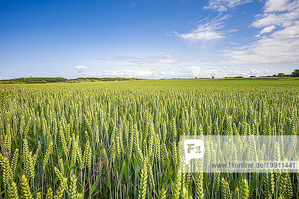 UK  Scotland  Green wheat field in summer