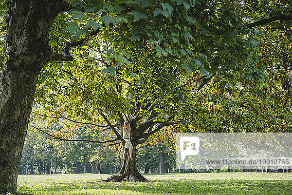 Carefree boy hanging on tree at park