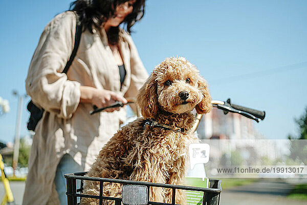 Woman with poodle dog sitting in bicycle basket