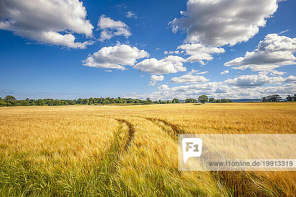 UK  Scotland  Tire tracks stretching across vast barley (Hordeum vulgare) field in summer