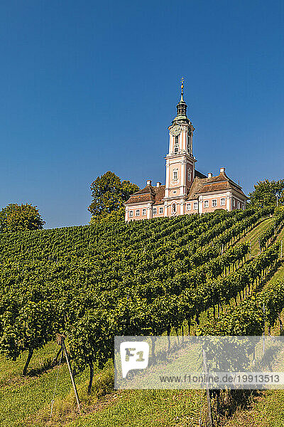 Germany  Baden-Wurttemberg  Birnau  Green vineyard in front of Pilgrimage Church of Birnau