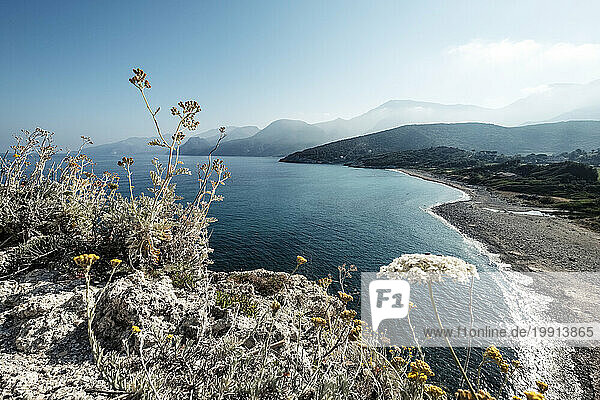 France  Haute-Corse  Saint-Florent  Wildflowers growing on coastal hilltop