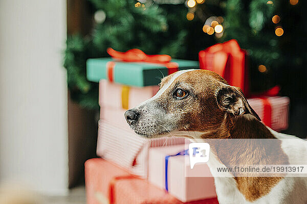 Jack Russell Terrier dog near gift boxes on Christmas at home