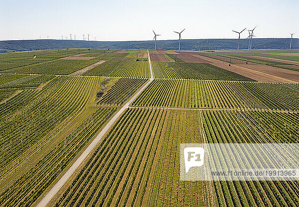 Austria  Burgenland  Drone view of vast vineyards with wind farm in background