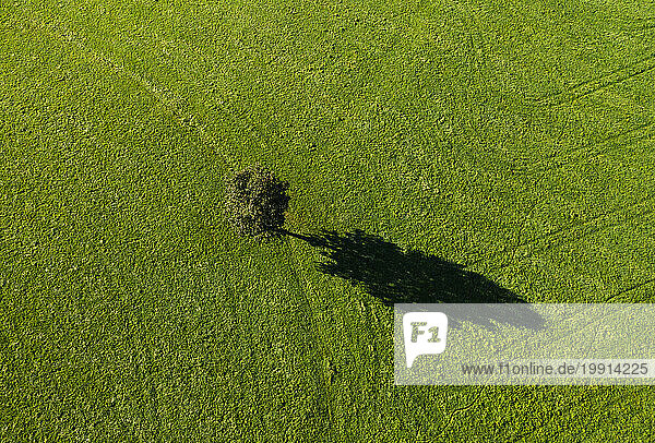 Austria  Upper Austria  Single tree on green mowed field