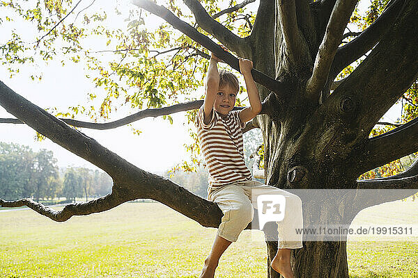 Carefree boy sitting on branch of tree at park