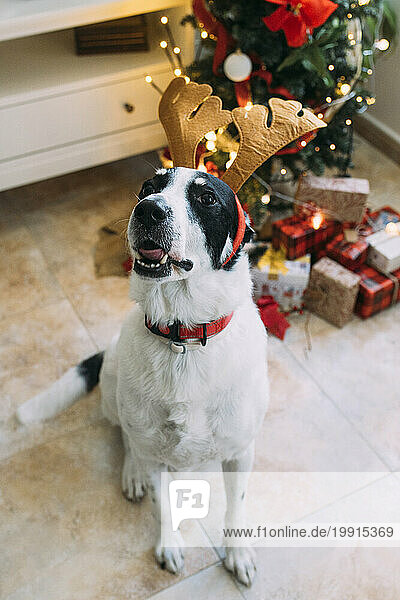 Obedient dog wearing reindeer headband near Christmas tree at home