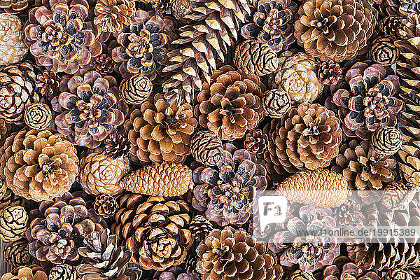Full frame of various pine cones