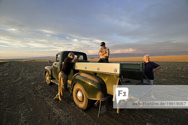 Three people visit and enjoy the sunset in the back of a 1959 truck that sits in a field on a farm in Amsterdam  Montana.