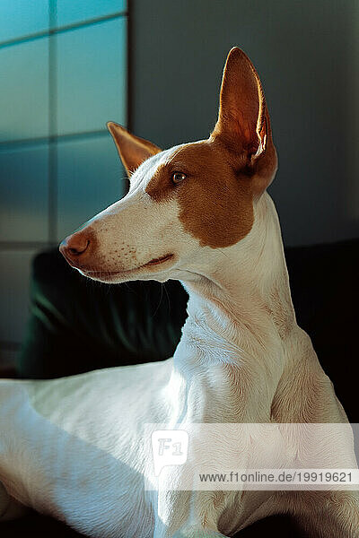 Podenco Ibicenco dog (Ibizan Hound)  elegant greyhound  portrait.