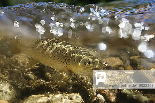 Underwater shot of a brown trout