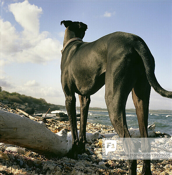 Black dog stands looking out at the ocean with driftwood at her paws.