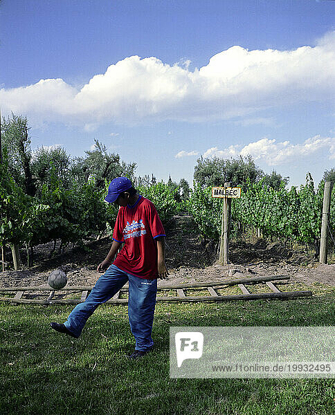 A young boy plays with a soccer ball in front of grapevines.